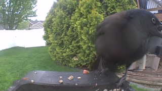 common grackle
