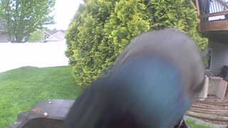 common grackle