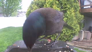 common grackle