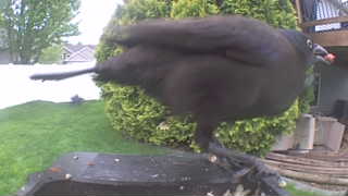 common grackle