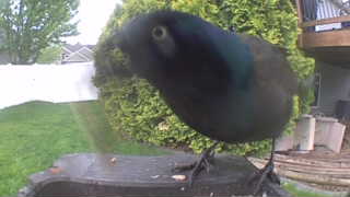 common grackle