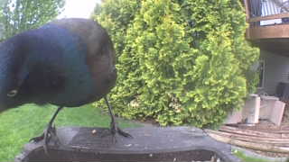common grackle