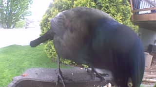 common grackle