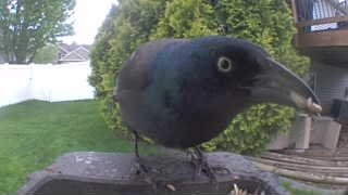 common grackle