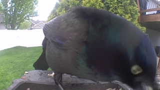 common grackle