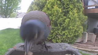 common grackle
