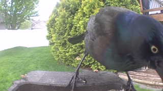 common grackle