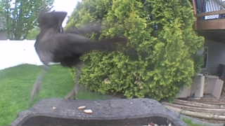 american crow