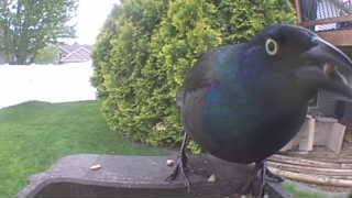 common grackle