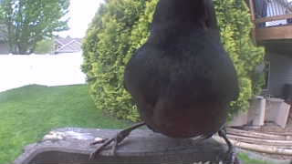 common grackle