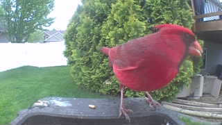 northern cardinal