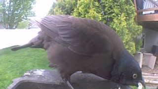 common grackle