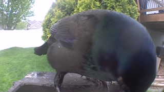 common grackle
