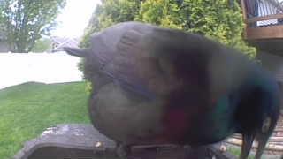 common grackle