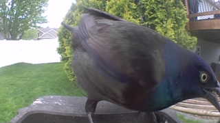 common grackle