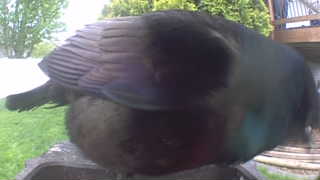 common grackle