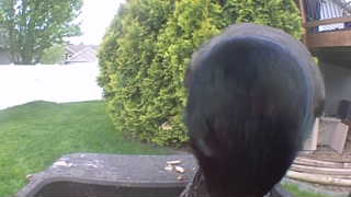 american crow