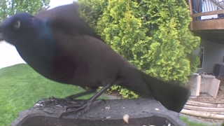 common grackle