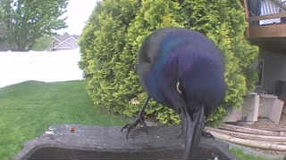 common grackle