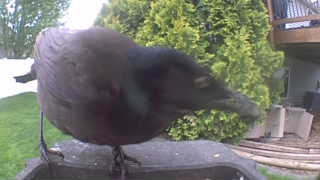 american crow