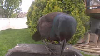 common grackle