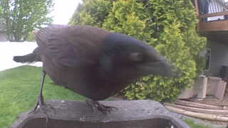 american crow