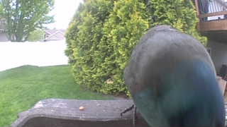 mallard