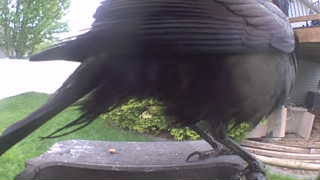 american crow