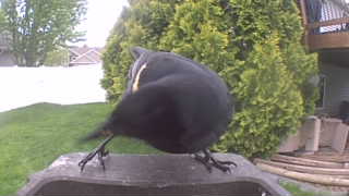 red-winged blackbird