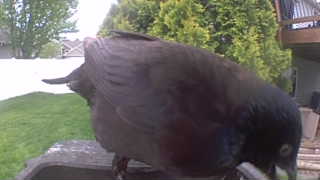 common grackle