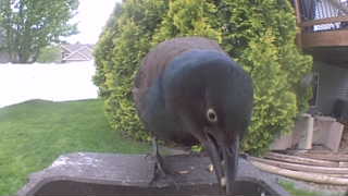 common grackle
