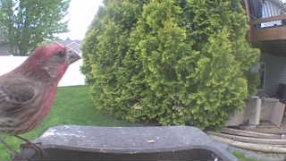 house finch