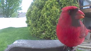 northern cardinal