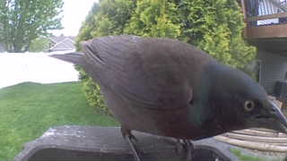 common grackle