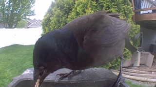 common grackle