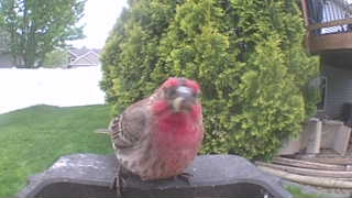 house finch
