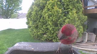 house finch