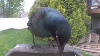 common grackle