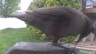american crow