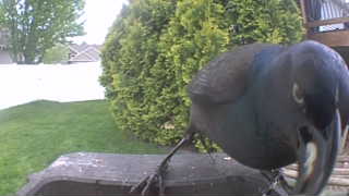 common grackle