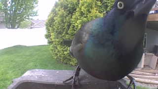 common grackle