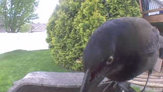 common grackle