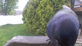 common grackle