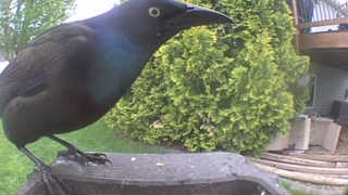 common grackle
