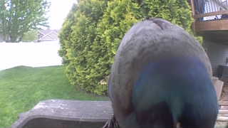 mallard