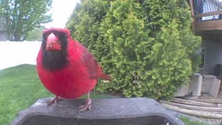 northern cardinal