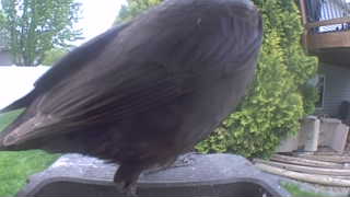 american crow