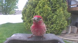 house finch
