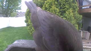 bald eagle