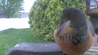 american robin